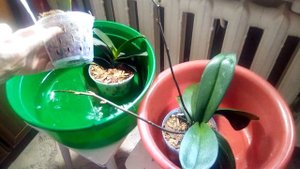 Орхидеи во мхе.Как правильно поливать.