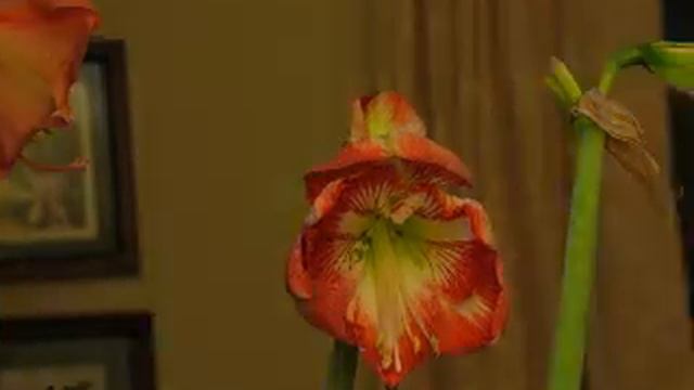 Amaryllis смотреть онлайн