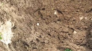 Как вырастить дыню торпеду  II часть