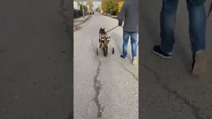 Инвалидная коляска (тележка) для собаки большого размера