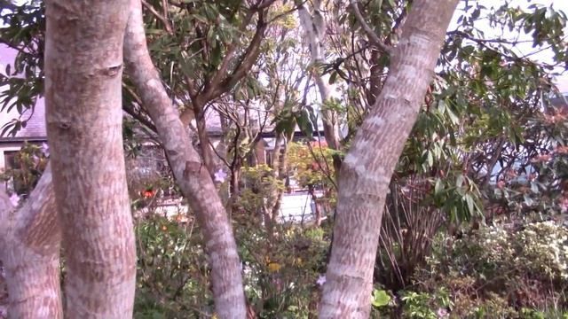 Bulb Log Video Diary Supplement Peak Erythronium Time смотреть онлайн