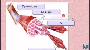 Мышечная система - мышцы человека