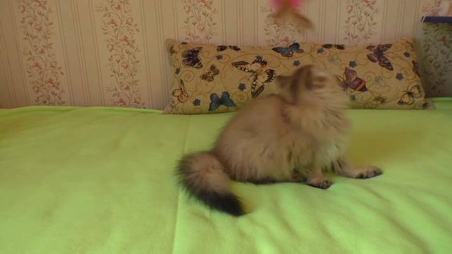 Шотландская кошка золотая шиншилла