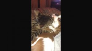 ДРУЖБА ЖИВОТНЫХ