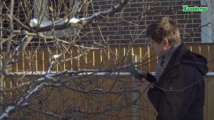 Обрезка груши  Шаг за шагом!