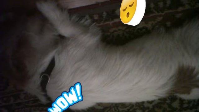 Что снится Флоре? Фотографии!!!!!?????? смотреть онлайн