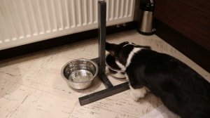 Регулируемая кормушка для щенка