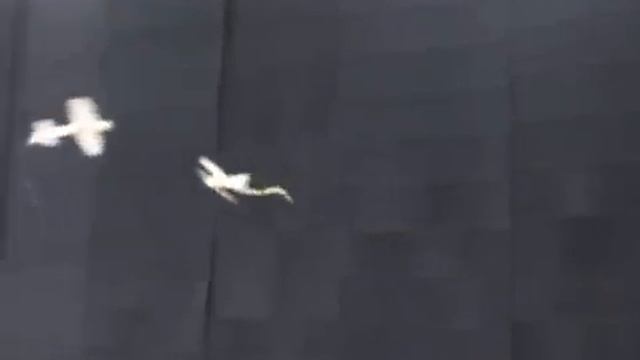 Финальный бой в СКК смотреть онлайн