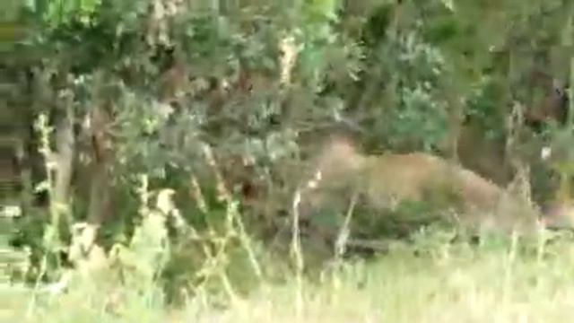 львинные бои 1 смотреть онлайн