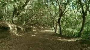 Расслабляющая кельтская музыка - снимает негативную энергию. Музыка для медитации, глубокого сна