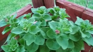 Второй Год Выращиваю Петунию Из Своих Семян и Вот к Какому Выводу Пришла