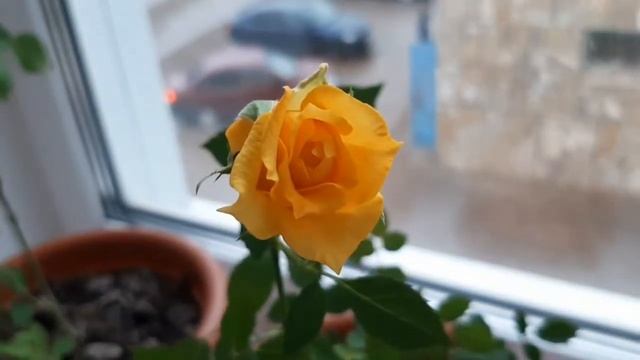 Роза комнатная. Пересадка. Покупка в магазине. смотреть онлайн