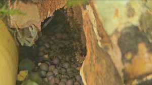 Краб-паук мини