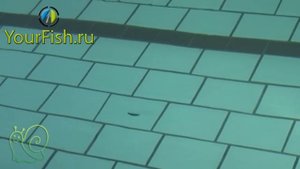 Воблер Yo-Zuri Crystal Minnow