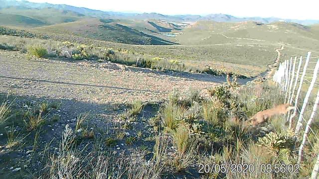 Caracal makes quick work of game-fence at Swartberg Game Reserve смотреть онлайн