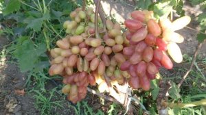 Виноград Приходченко 2020: Иранец и Виктор Хеликс