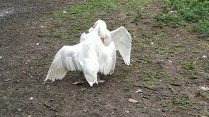 Бой гусей. схватка года (не для слабонервных)