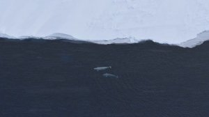 Большой Арктический заповедник
