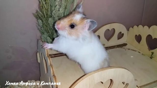 Сирийский хомячок Белочка