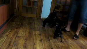 Очень редкая порода норных с кровями питбуля.Паттердейл терьер.