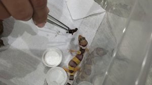 Кормление маленьких эублефаров