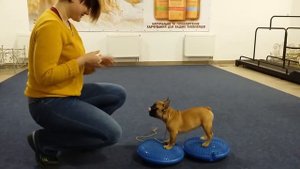 Французский бульдог готовится к выставке