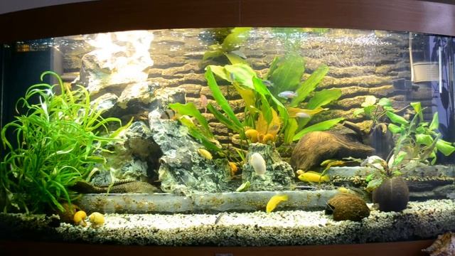 Цихлидник Juwel Vision 260 (17.09.2013) смотреть онлайн