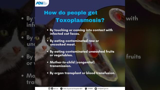 Toxoplasmosis смотреть онлайн