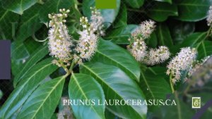 Загадочные и изысканные декоративные деревья