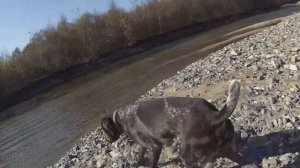 КЕТА НА НЕРЕСТЕ!РЫБАЛКА НА КРАСНУЮ РЫБУ.