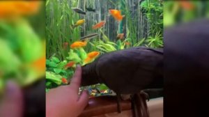 Тимоша говорящий попугай, вид Жако. Подборка видео #10