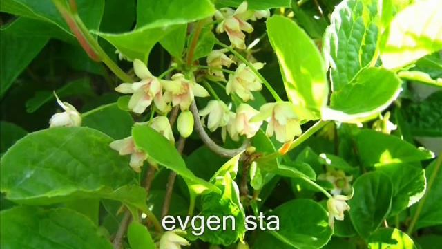 Лимонник китайский. Почему я выращиваю смотреть онлайн