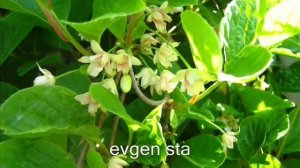 Лимонник китайский. Почему я выращиваю