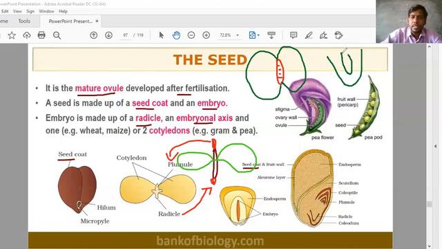 NEET.MORPHOLOGY OF FLOWERING PLANTS PART 3. смотреть онлайн