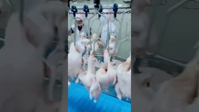 The daily operation of chicken meat processing factory