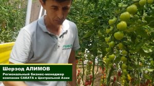 Рианна F1 - очень вкусный томат черри коктельного типа от Sakata (27-05-2018)