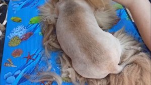 Стрижка пекинеса,я в шоке ,как можно так со своим любимцем!