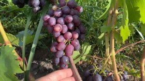 Виноград Брависсимо в Беларуси (06.09.22)