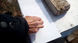 Результат 3 обработки пчел Бипином-Т. Сколько клеща упало?