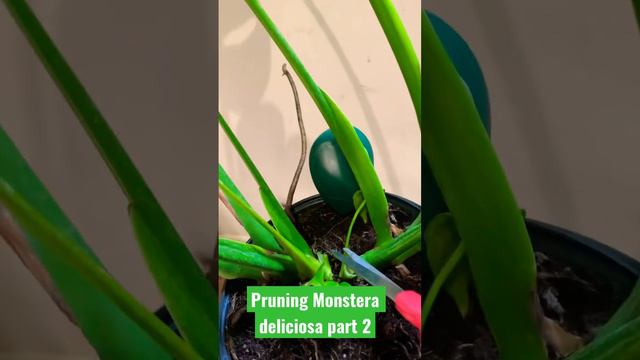 Pruning Monstera deliciosa part two. Caring for Monstera deliciosa #trythisathome #plantcaretips