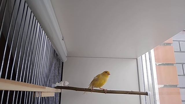 На какой срок можно оставить птиц без присмотра смотреть онлайн