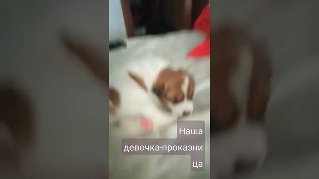 это не девочка- это беда...) Её реально , не остановить) смотреть онлайн