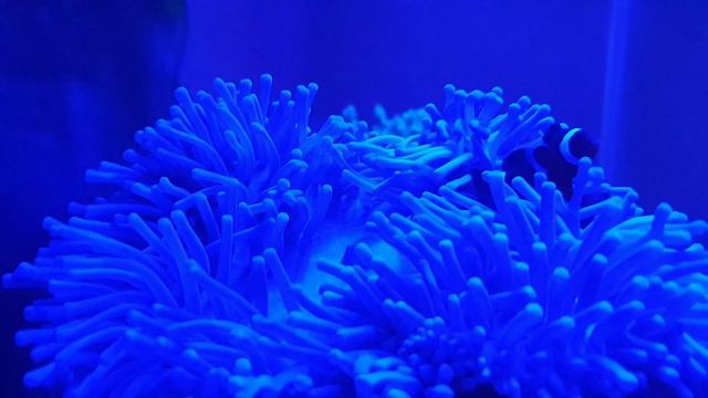 Клоуны и в актинии смотреть онлайн