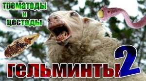 Гельминты (глисты) у коз и овец / часть 2 / Трематоды и цестоды