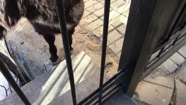 Hand donkey in the Moscow Zoo / Ручной Ослик в Московском Зоопарке смотреть онлайн
