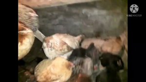 забой петухов