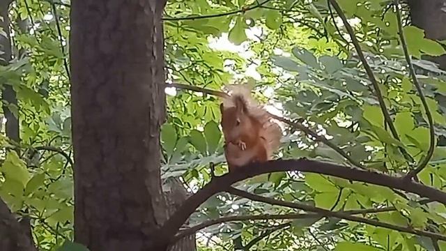 Смотреть Релаксик! #Relaxing #relaxingvideo #RelaxingVideo #VideoRelax