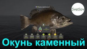 Окунь каменный против катушки Beluga Evia 8000 Норвежское море