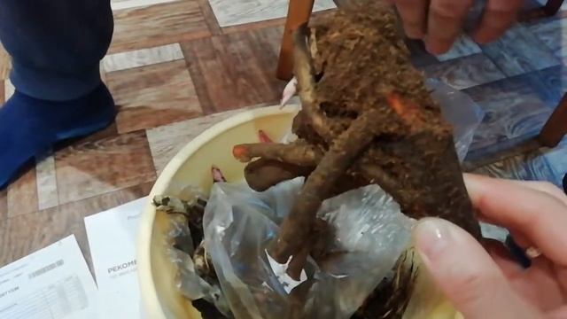 Процветок посылка смотреть онлайн