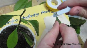 Прививка цитрусовых в расщеп